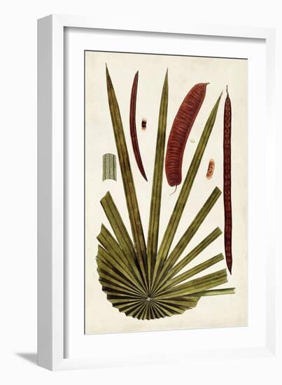 Leaf Varieties VI-Vision Studio-Framed Art Print