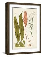 Leaf Varieties VII-Vision Studio-Framed Art Print