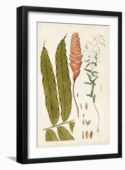 Leaf Varieties VII-Vision Studio-Framed Art Print