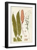 Leaf Varieties VII-Vision Studio-Framed Art Print