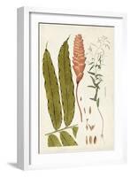 Leaf Varieties VII-Vision Studio-Framed Art Print