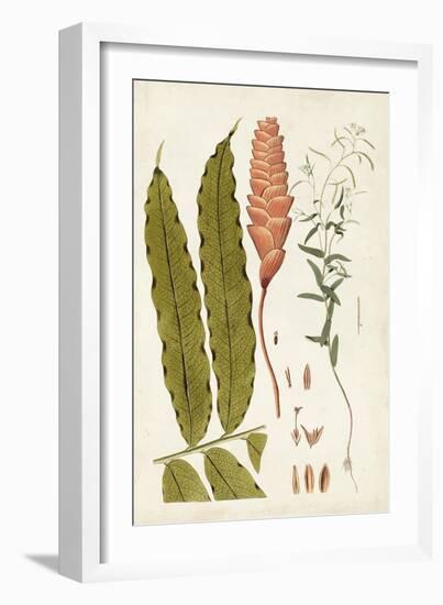 Leaf Varieties VII-Vision Studio-Framed Art Print