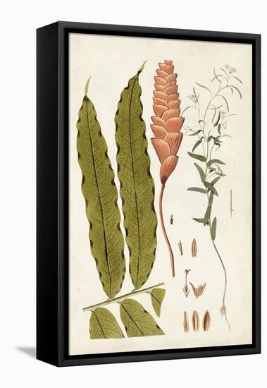 Leaf Varieties VII-Vision Studio-Framed Stretched Canvas