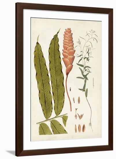 Leaf Varieties VII-Vision Studio-Framed Art Print