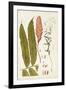 Leaf Varieties VII-Vision Studio-Framed Art Print