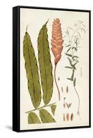 Leaf Varieties VII-Vision Studio-Framed Stretched Canvas