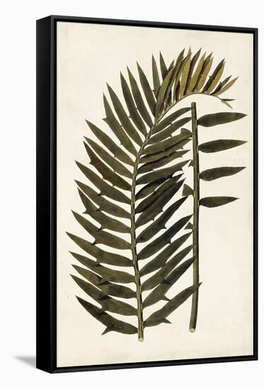 Leaf Varieties VIII-Vision Studio-Framed Stretched Canvas