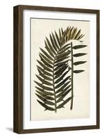Leaf Varieties VIII-Vision Studio-Framed Art Print