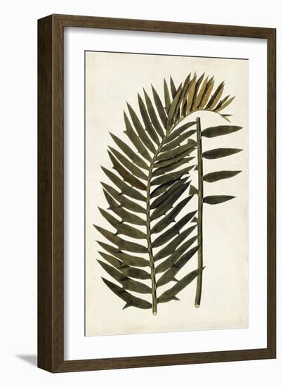 Leaf Varieties VIII-Vision Studio-Framed Art Print