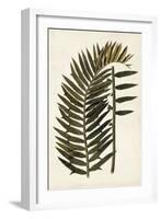 Leaf Varieties VIII-Vision Studio-Framed Art Print