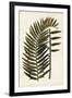 Leaf Varieties VIII-Vision Studio-Framed Art Print