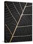 Leaf Veins-Design Fabrikken-Stretched Canvas