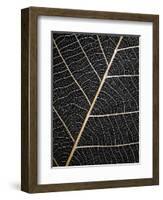 Leaf Veins-Design Fabrikken-Framed Photographic Print