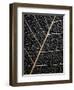 Leaf Veins-Design Fabrikken-Framed Photographic Print