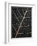 Leaf Veins-Design Fabrikken-Framed Premium Photographic Print