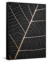 Leaf Veins-Design Fabrikken-Framed Stretched Canvas