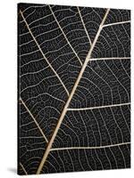 Leaf Veins-Design Fabrikken-Stretched Canvas