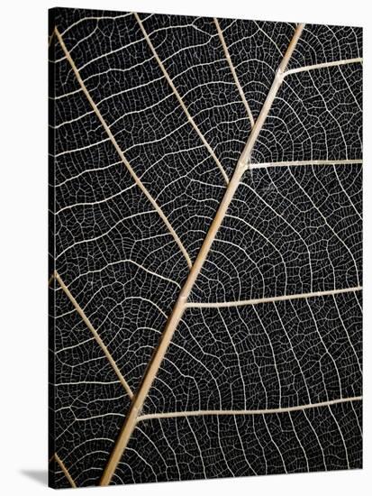 Leaf Veins-Design Fabrikken-Stretched Canvas