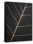 Leaf Veins-Design Fabrikken-Framed Stretched Canvas