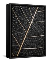 Leaf Veins-Design Fabrikken-Framed Stretched Canvas