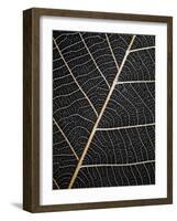 Leaf Veins-Design Fabrikken-Framed Photographic Print