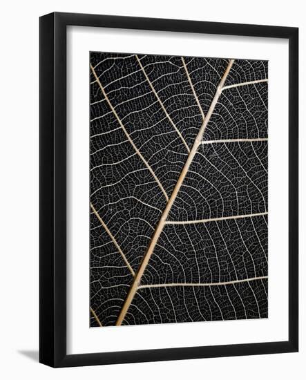 Leaf Veins-Design Fabrikken-Framed Photographic Print