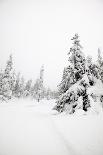 Skiing on a Contrasty Dramatic Day, Winter Landscape Looking into the Sun-leaf-Photographic Print