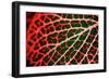 Leaf X-Peter Morneau-Framed Art Print