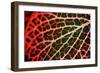 Leaf X-Peter Morneau-Framed Art Print