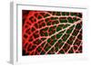 Leaf X-Peter Morneau-Framed Art Print