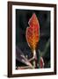 Leaf-Gordon Semmens-Framed Photographic Print