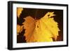 Leaf-Gordon Semmens-Framed Photographic Print