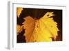 Leaf-Gordon Semmens-Framed Photographic Print