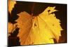 Leaf-Gordon Semmens-Mounted Photographic Print