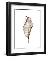 Leaf-Design Fabrikken-Framed Premium Photographic Print