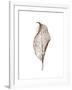 Leaf-Design Fabrikken-Framed Premium Photographic Print