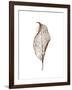 Leaf-Design Fabrikken-Framed Premium Photographic Print