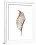 Leaf-Design Fabrikken-Framed Photographic Print