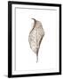 Leaf-Design Fabrikken-Framed Photographic Print