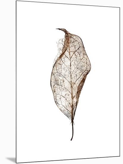 Leaf-Design Fabrikken-Mounted Photographic Print