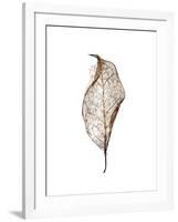 Leaf-Design Fabrikken-Framed Photographic Print