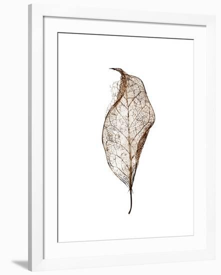 Leaf-Design Fabrikken-Framed Photographic Print