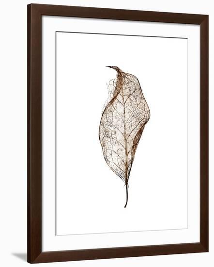 Leaf-Design Fabrikken-Framed Photographic Print