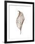 Leaf-Design Fabrikken-Framed Photographic Print