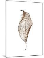 Leaf-Design Fabrikken-Mounted Photographic Print