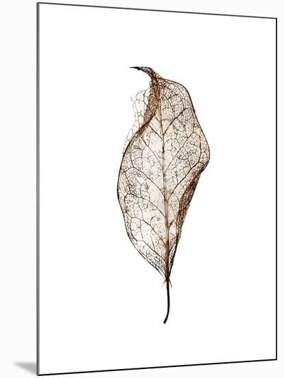 Leaf-Design Fabrikken-Mounted Photographic Print