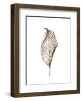 Leaf-Design Fabrikken-Framed Photographic Print