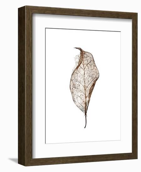 Leaf-Design Fabrikken-Framed Photographic Print