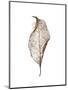 Leaf-Design Fabrikken-Mounted Photographic Print