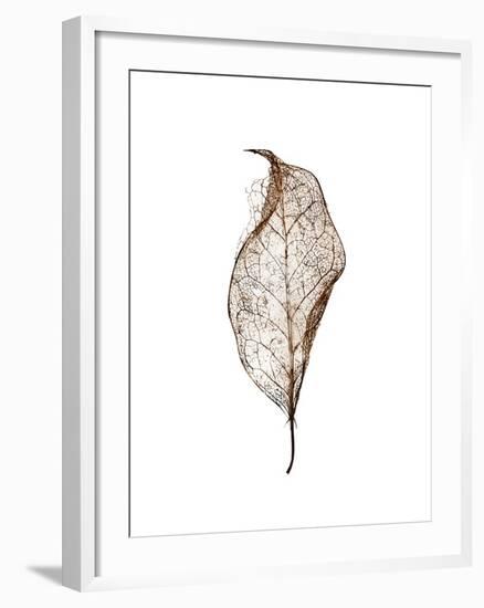 Leaf-Design Fabrikken-Framed Photographic Print